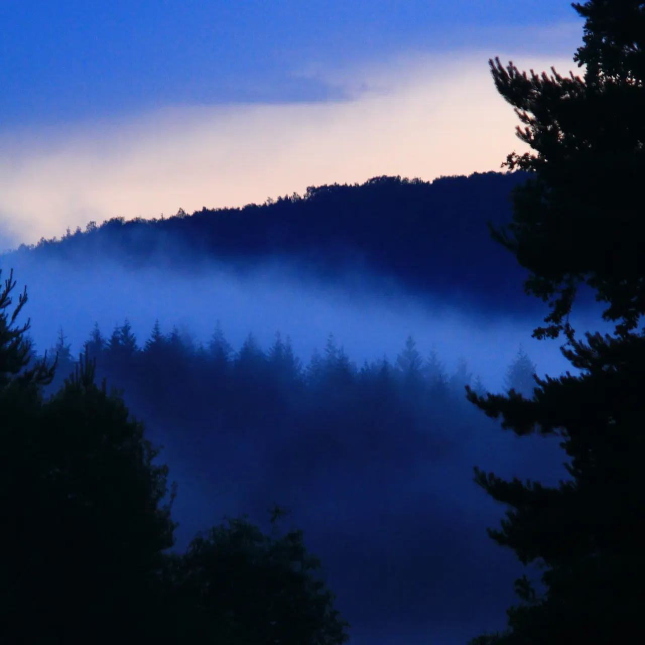 La forêt vosgienne dans la brume bleue